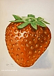 Erdbeere01-k