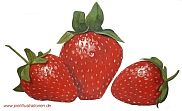 Erdbeeren02-k