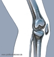 Knie
