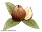 Nuss01