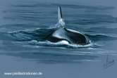 Orca02