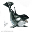 Orca03